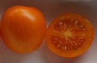 Bild "bilder-tomaten:Arancia.jpg"