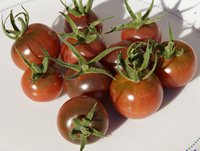 Bild "bilder-tomaten:Aromastar.JPG"