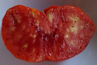 Bild "bilder-tomaten:Bawole.jpg"