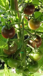 Bild "bilder-tomaten:Black_Cherry_rispe.jpg"