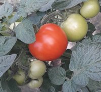 Bild "bilder-tomaten:Hoffmanns_Rentita.jpg"