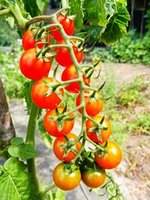 Bild "bilder-tomaten:Johannisbeer_rot.jpg"