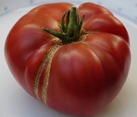 Bild "bilder-tomaten:Prinz.jpg"