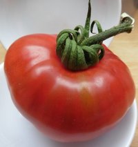 Bild "bilder-tomaten:Sandul_Moldovan.jpg"