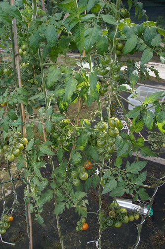Bild "bilder-tomaten:Tomatenhaken2.jpg"