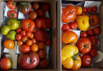 Bild "bilder-tomaten:Tomatenkiste.jpg"