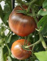 Bild "bilder-tomaten:Tschornoje_Bytche_Serdze.jpg"