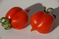 Bild "bilder-tomaten:rotvenus.jpg"